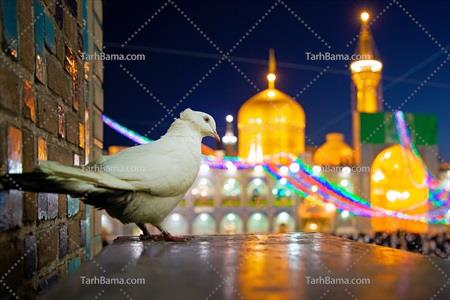 تصویر با کیفیت کبوتر در حرم امام رضا مشهد